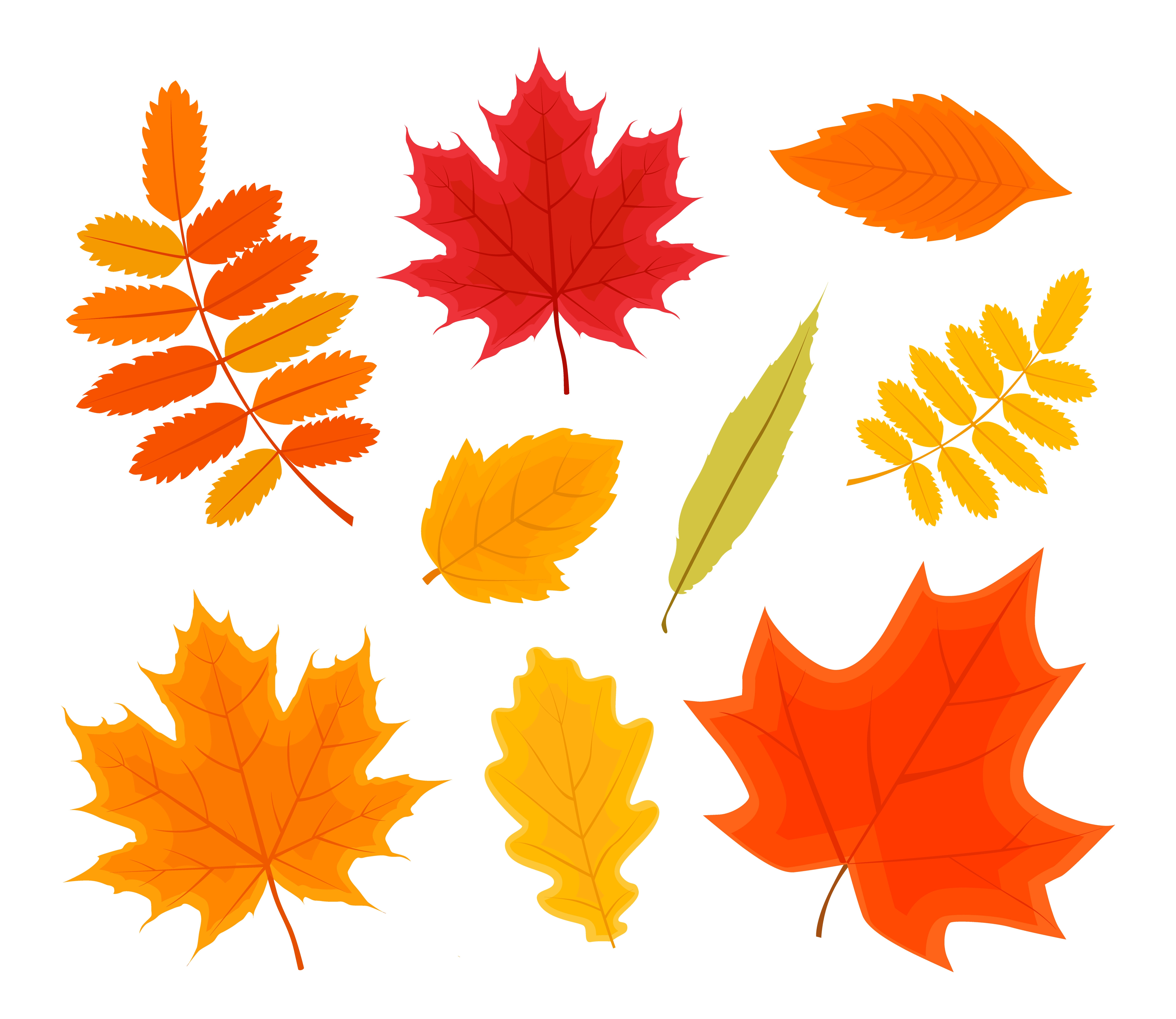 Autumn Forest Leaves Isolated set